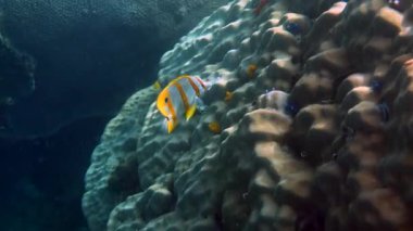 Bakır bant Kelebek balığı ya da Andaman Denizi, Tayland 'da uzun burunlu chelmon rostratus balığı. Tropikal mercanlar arasında yüzen güzel sarı çizgili balıklar. Deniz yaban hayatı. Su altı videosu.