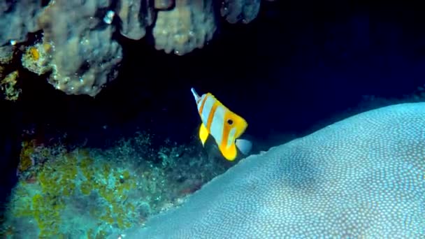 Copperband Butterflyfish Chelmon Rostratus Fish Com Nariz Comprido Mar Andaman — Vídeo de Stock