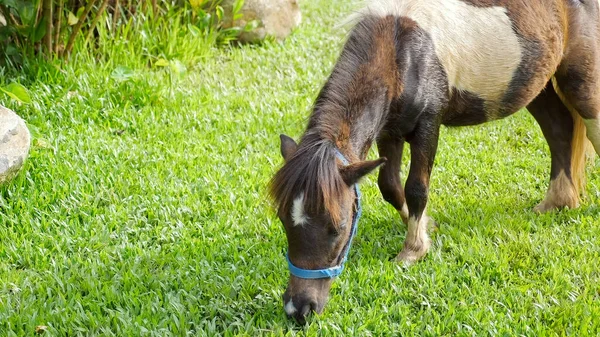 美丽的小页岩产种在夏天的草地上的小马 可爱的小马儿喂绿草 国家方面 — 图库照片