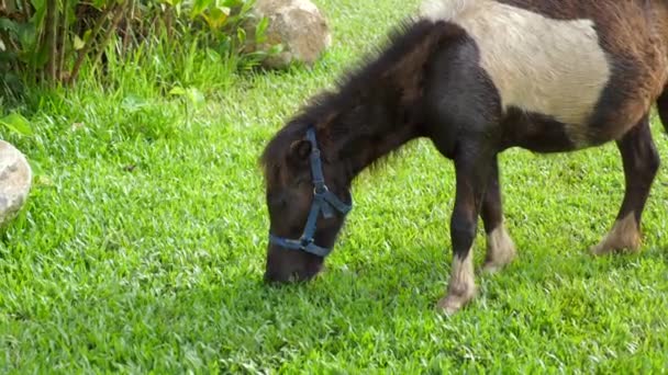 美丽的小页岩产种在夏天的草地上的小马 可爱的小马儿喂绿草 国家方面 — 图库视频影像