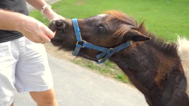 Uomo Nutrire Piccolo Pony Carino Dalle Mani Ictus Tamponare Garrese — Video Stock