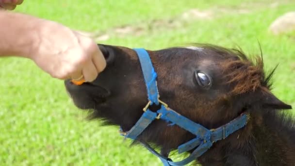 Hombre Alimentando Pequeño Pony Lindo Las Manos Golpe Palmaditas Marchitez — Vídeos de Stock