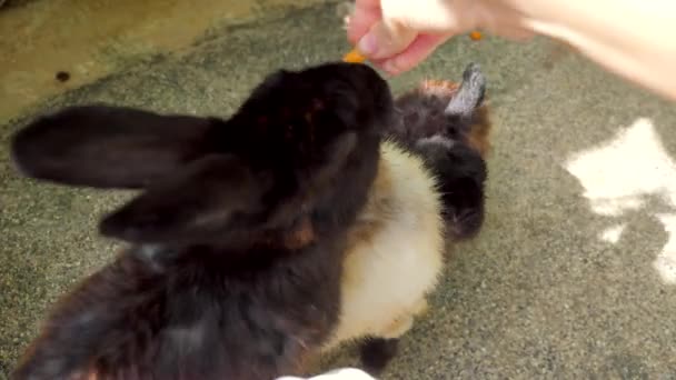 Zabawny Filmik Karmieniem Słodkich Króliczków Farmie Lub Zwierzęcej Kawiarni Gospodarstwo — Wideo stockowe