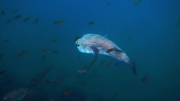 大きなポルカピン パファー熱帯塩水で泳ぐ魚 クラダン島のサンゴ礁やサンゴの間でかわいいふぐやバルーンフィッシュと水中世界 — ストック動画
