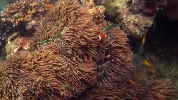 Podwodny Film Rybami Tropikalnej Rafie Przyroda Morska Kolorowe Ryby Anemon — Wideo stockowe