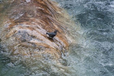 American Dipper kayaya tünedi. Banff Ulusal Parkı, AB Kanada