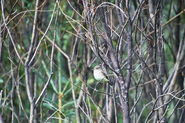 Attrape Mouches Willow Reposant Sur Branche Parc National Banff Canada — Photo