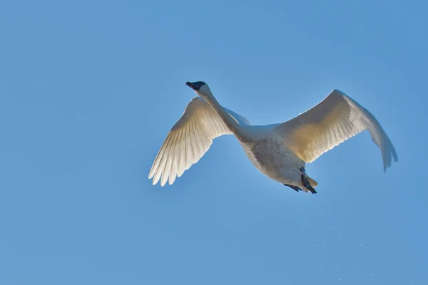 Крупный План Лебедя Трубача Летящего Небе Бернаби Лейк Стоковое Фото