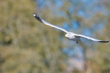 Gökyüzünde uçan bir yüzük gagalı martının yakın çekimi. Burnaby Gölü BC Kanada