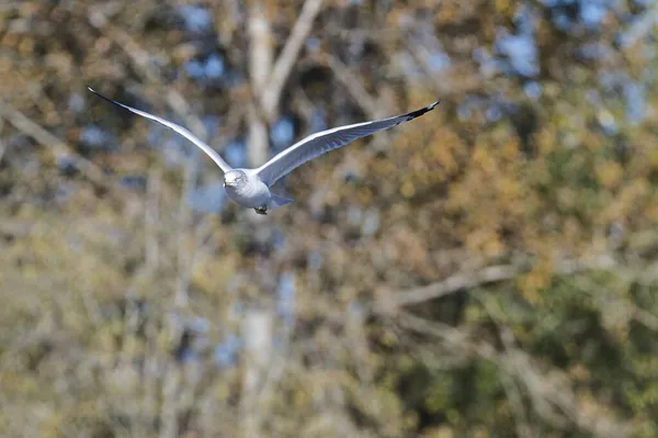 Primer Plano Una Gaviota Pico Anular Volando Cielo Burnaby Lago —  Fotos de Stock