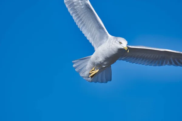 Closeup Ring Billed Gull Flying Sky Burnaby Lake Canada — Stock Photo, Image