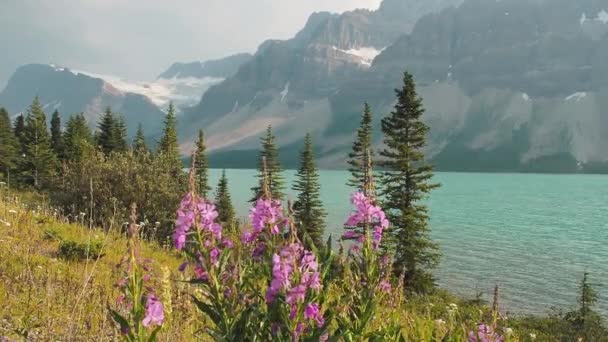 Filme Sobre Bow Lake Tarde Banff National Park Canadá — Vídeo de Stock