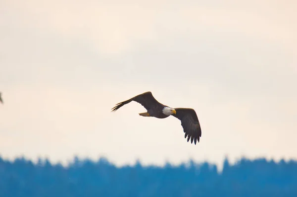 Picture Bald Eagle Flying Sky Delta Canada — Stockfoto