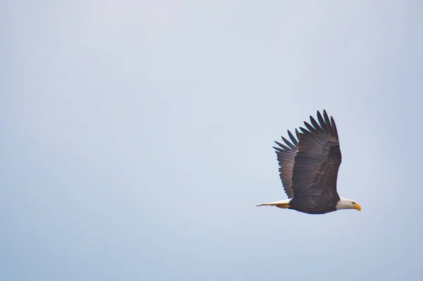 Une Photo Pygargue Tête Blanche Volant Dans Ciel Delta Canada — Photo