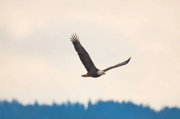 Picture Bald Eagle Flying Sky Delta Canada — Stockfoto