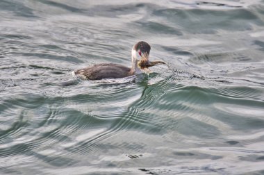 Denizde balık yiyen bir Eared Grebe 'ye yakın çekim. Beyaz Kaya BC Kanada