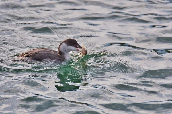 Gros Plan Grèbe Des Oreilles Mangeant Poisson Dans Mer White — Photo