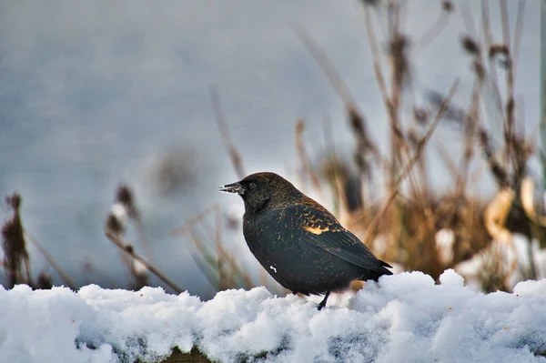 雪の上に赤い翼の黒い鳥が休んでいる バーナビー湖 Bcカナダ — ストック写真