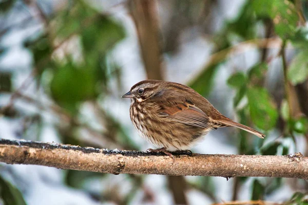 Song Sparrow Odpočívá Větvi Burnaby Canada — Stock fotografie