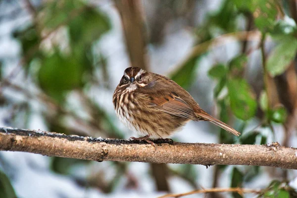 Song Sparrow Odpočívá Větvi Burnaby Canada — Stock fotografie