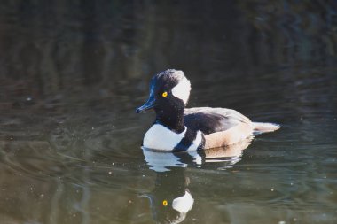 Erkek kapüşonlu bir merganser nehirde yüzüyor. Vancouver BC Kanada 