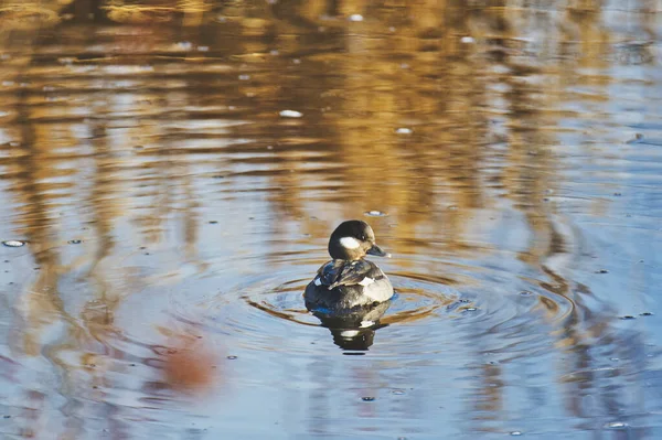 Uma Bufflehead Fêmea Nadar Rio Vancouver Canadá — Fotografia de Stock