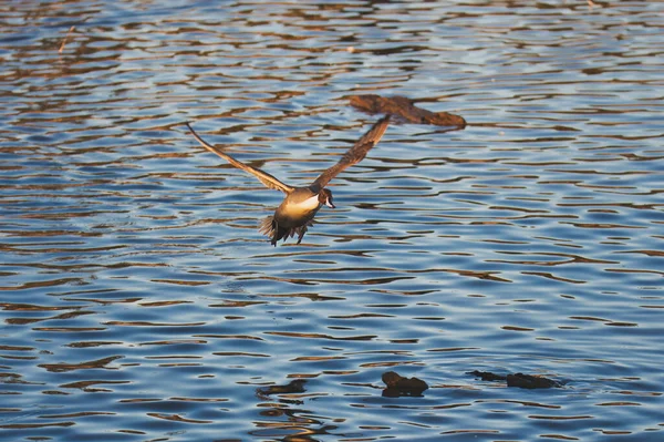 Widok Samca Pintail Latającego Powietrzu Burnaby Kanada — Zdjęcie stockowe