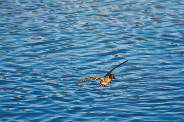 Ein Blick Auf Eine Männliche Krickente Die Der Luft Fliegt — Stockfoto