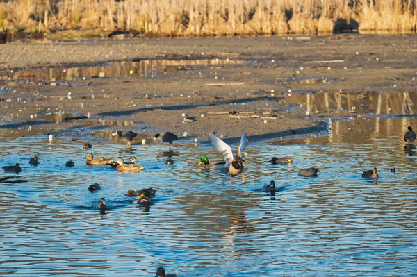 Une Vue Mallard Mâle Volant Dans Les Airs Burnaby Canada — Photo