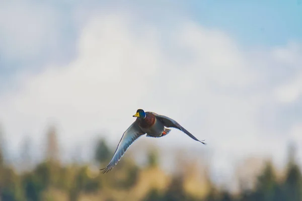 Вид Самца Малларда Летящего Воздухе Бернаби — стоковое фото