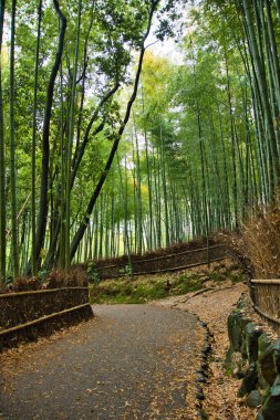 Bambu ormanında bir ara sokak. Arashiyama Kyoto Japonya