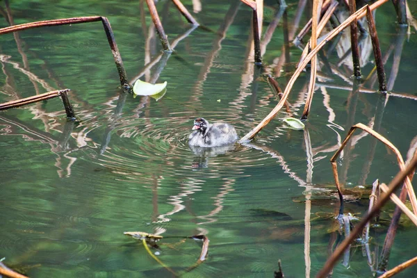 Holka Grebe Plave Rybníku Arashiyama Kjóto Japonsko — Stock fotografie