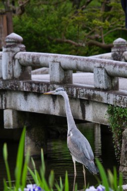 Göletin kenarında tünemiş mavi bir balıkçıl. Kyoto Japonya