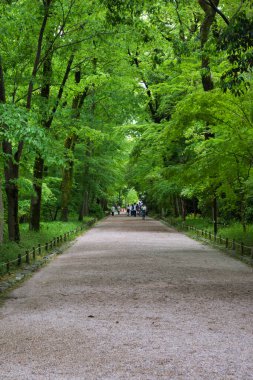 Shimogamojinjya türbesinin taze yeşillikli bir yaklaşımı. Kyoto Japonya