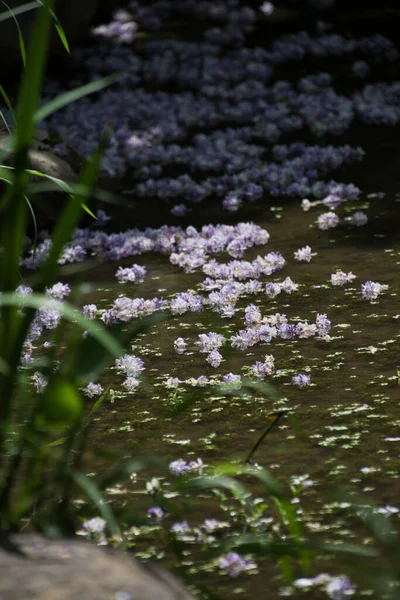 Fallen flowers of wisteria on the pond.   Nara Japan