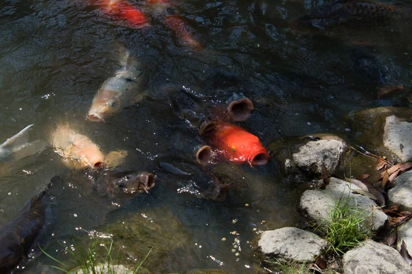 池で多くの鯉に餌をやる 奈良日本 — ストック写真