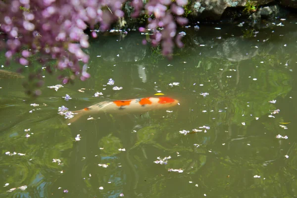 藤の花の下を泳ぐ鯉 奈良日本 — ストック写真