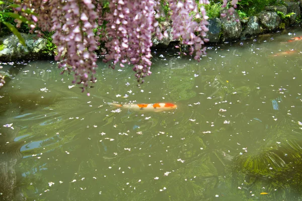 Una Carpa Che Nuota Sotto Fiori Glicine Nara Giappone — Foto Stock