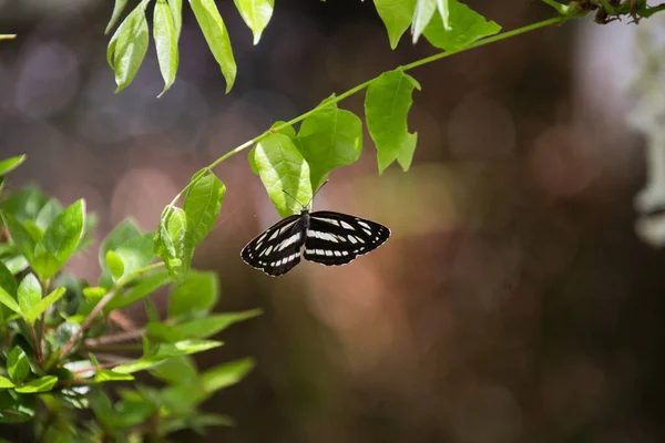 Planeador Común Posado Rama Glicina Nara Japón — Foto de Stock