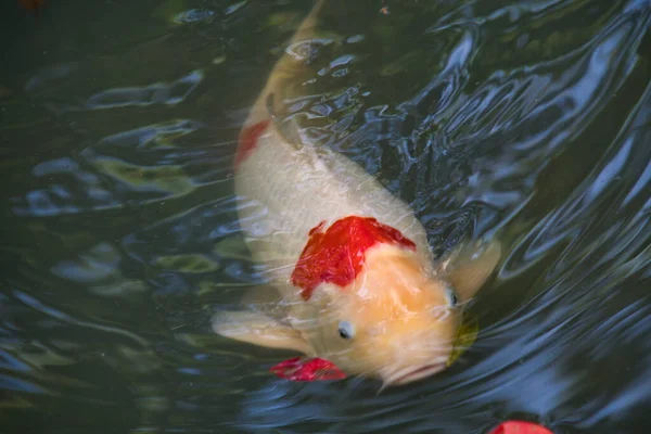 池の中にはカラフルな鯉がいます 奈良日本 — ストック写真