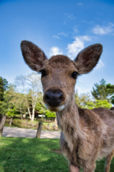 Dişi geyiğin portresi. Nara Japonya      