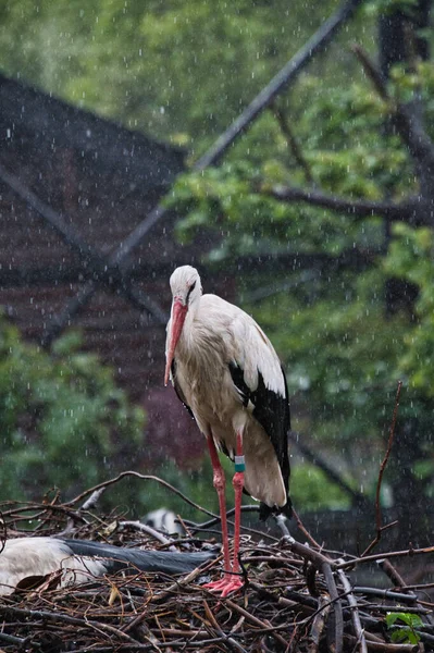Orientalsk Stork Hviler Reden Osaka Japan - Stock-foto