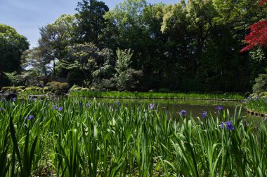 The garden pond with iris blooming.  Shinen inside the Heian-Jingu shrine.  Kyoto Japan