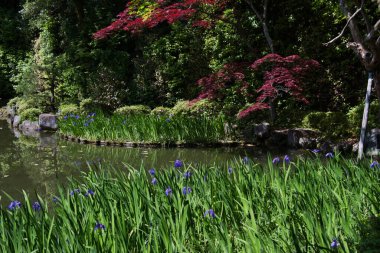 The garden pond with iris blooming.  Shinen inside the Heian-Jingu shrine.  Kyoto Japan