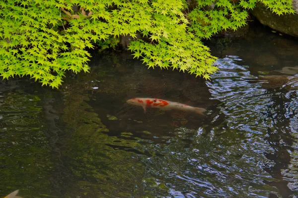 Japon Akçaağaç Yapraklarının Altında Yüzen Bir Sazan Kyoto Japonya — Stok fotoğraf