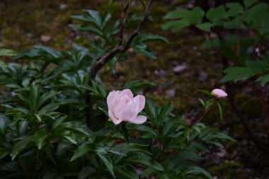 Kennin-Ji tapınağında açan pembe şakayık. Kyoto Japonya  