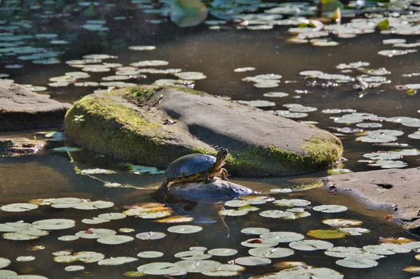 Une Tortue Reposant Sur Rocher Vancouver Canada — Photo