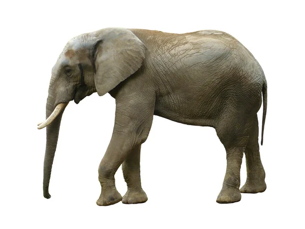 Olifant geïsoleerd — Stockfoto