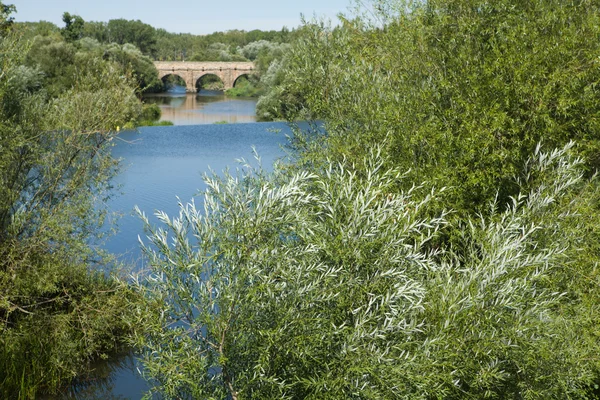 Součástí římského mostu salamanca mezi stromy — Stock fotografie