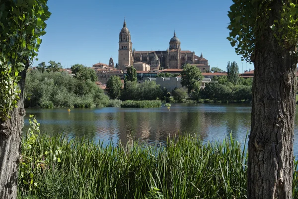 Från den gröna sidan — Stockfoto